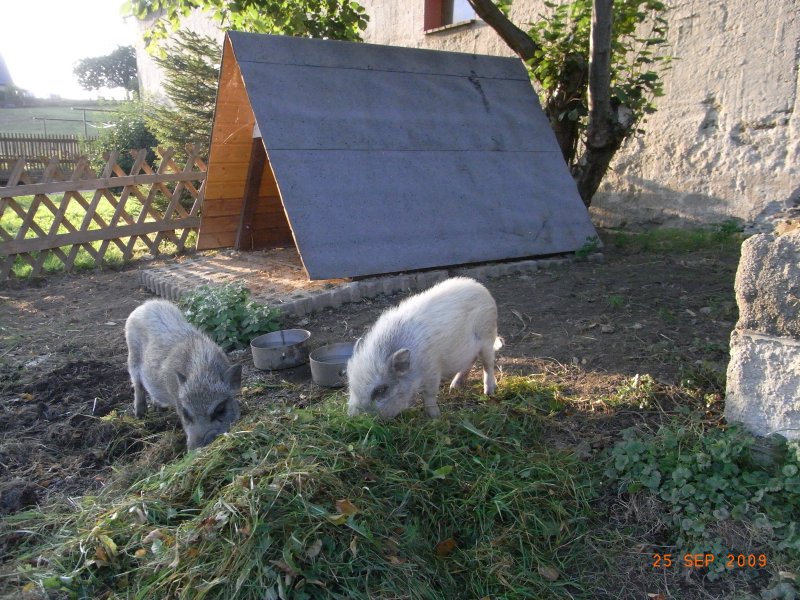 Minischweine Achim und Hans auf dem Bauernhof